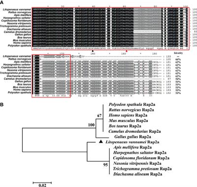 Rap2a Is Negatively Regulated by NF-κB and Contributes to Growth via Wnt Pathway in Shrimp